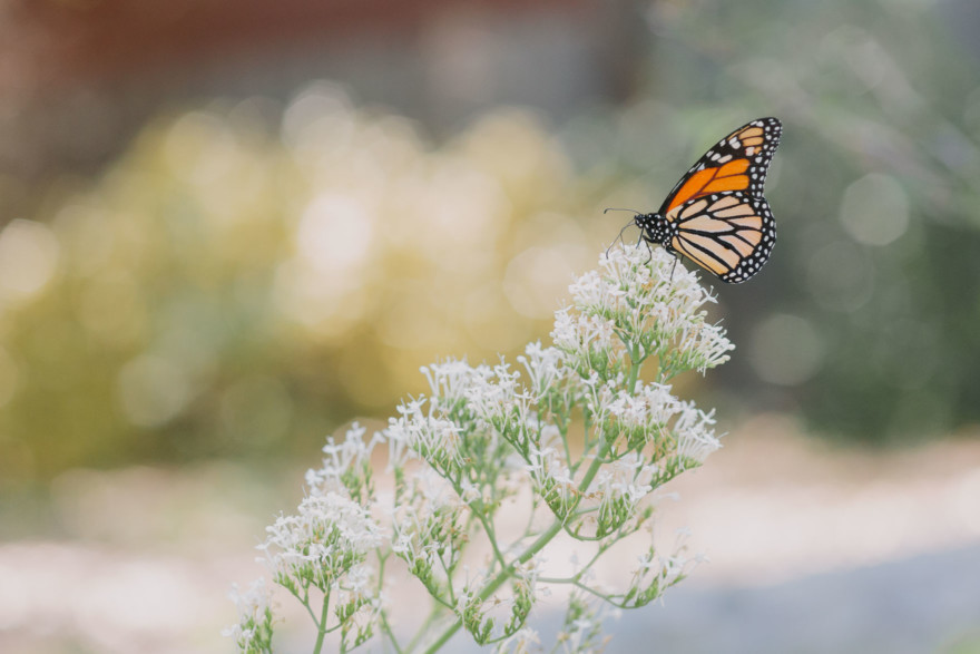 Descanso Gardens Wedding Magic – Photo by Let's Frolic Together