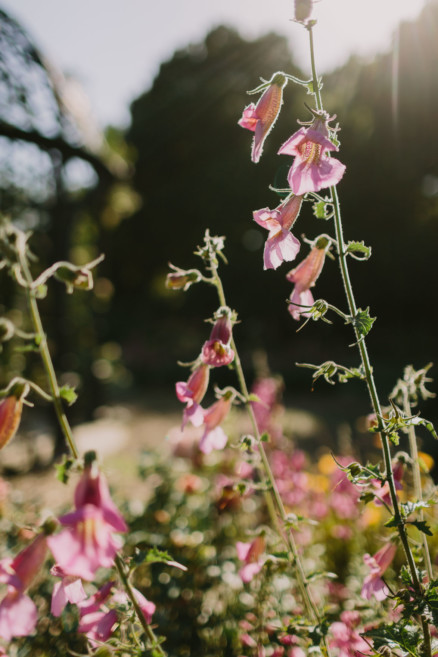 Descanso Gardens Wedding Magic – Photo by Let's Frolic Together