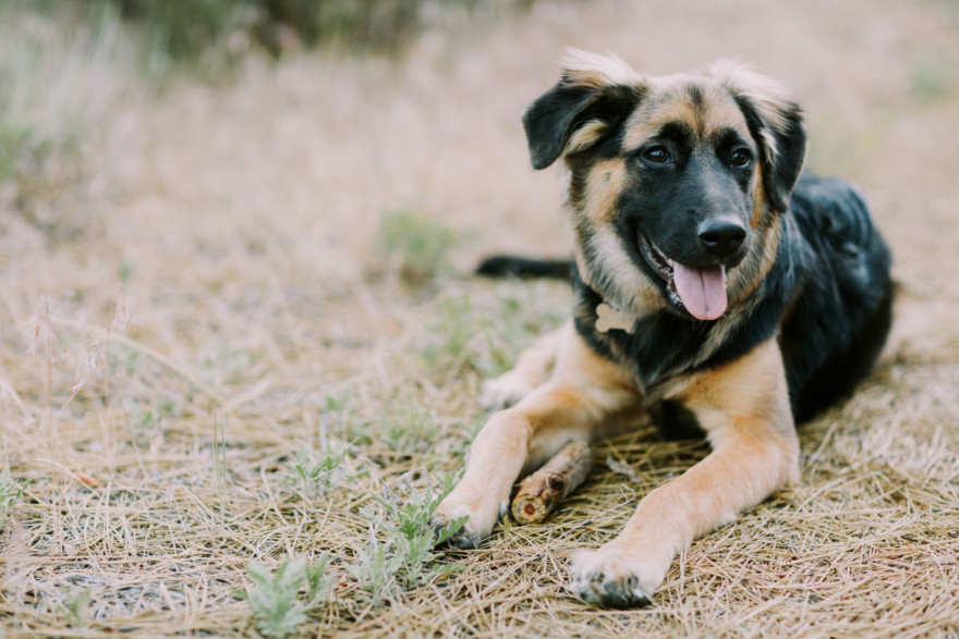 Mountain Fun With A Playful Pup – Photo by Let's Frolic Together