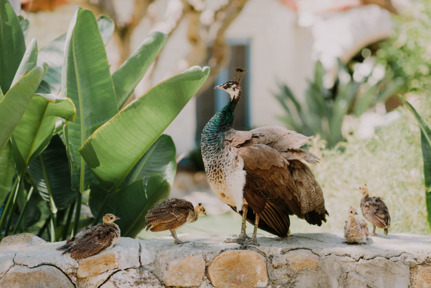 A Year of Magic and Inspired Love – Photo by Let's Frolic Together