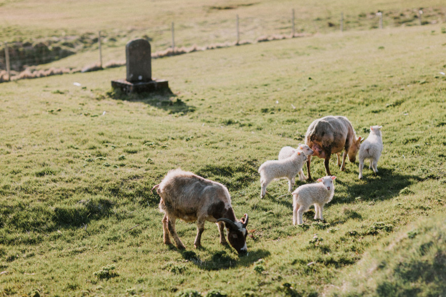 Iceland Tour: Vik, Horses, & The Blue Lagoon – Photo by Let's Frolic Together