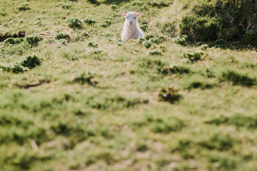 Iceland Tour: Vik, Horses, & The Blue Lagoon – Photo by Let's Frolic Together