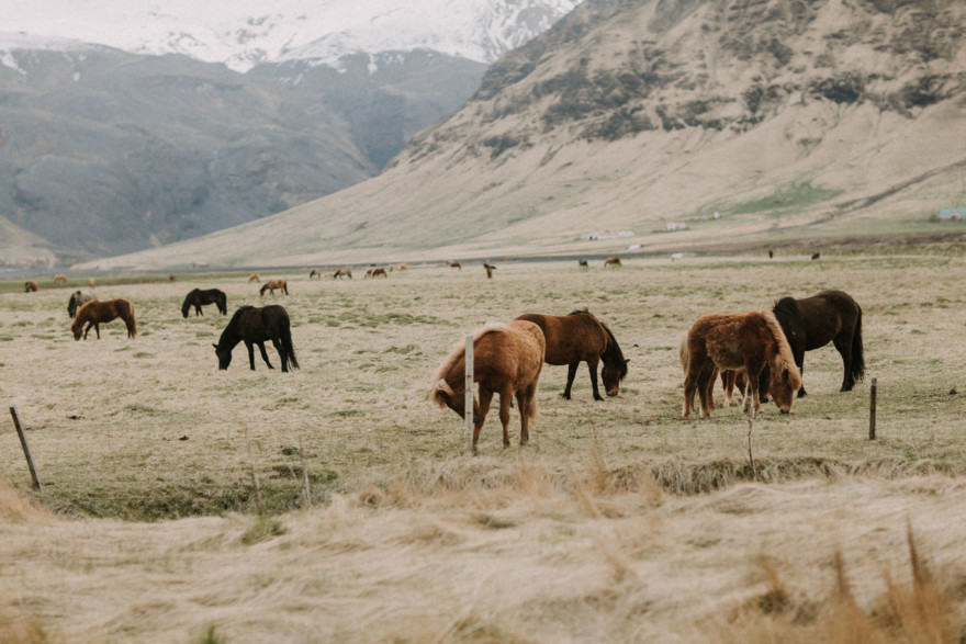 Iceland Tour: Vik, Horses, & The Blue Lagoon – Photo by Let's Frolic Together