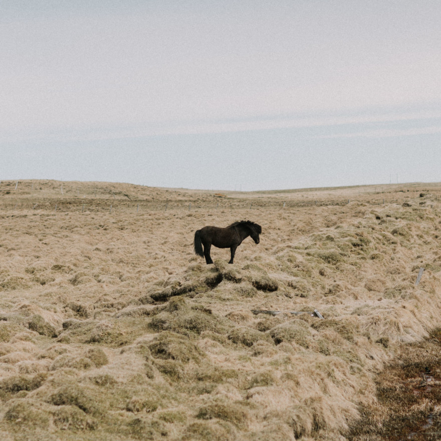 Iceland Tour: Vik, Horses, & The Blue Lagoon – Photo by Let's Frolic Together