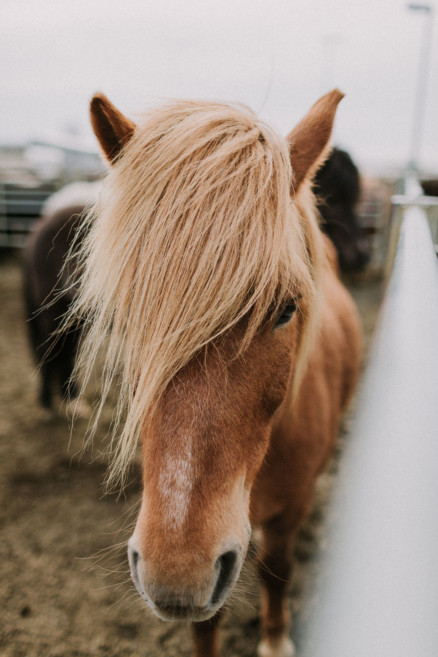 Iceland Tour: Vik, Horses, & The Blue Lagoon – Photo by Let's Frolic Together