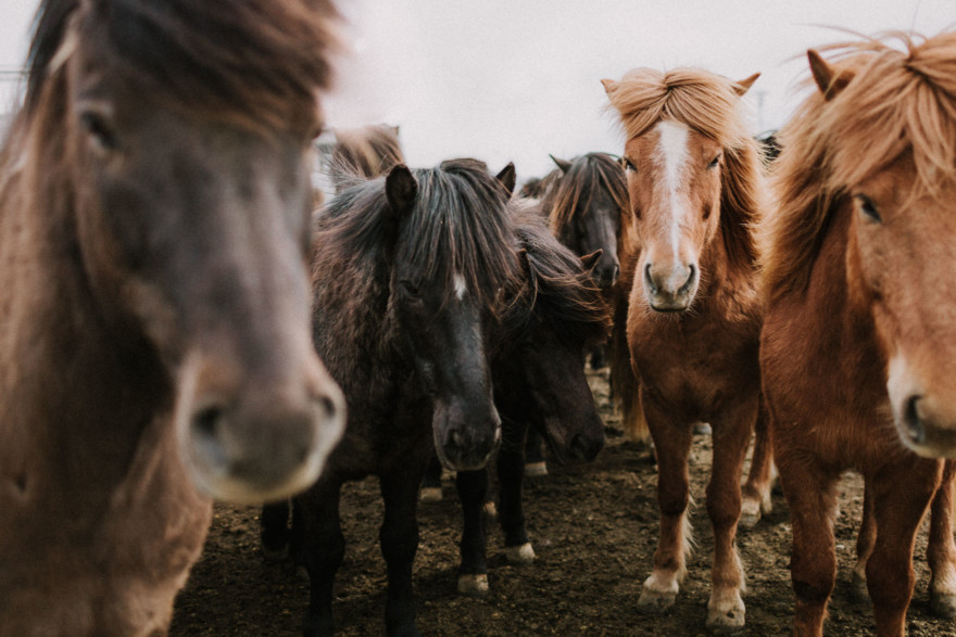 Iceland Tour: Vik, Horses, & The Blue Lagoon – Photo by Let's Frolic Together