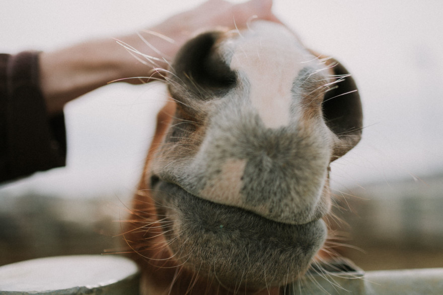 Iceland Tour: Vik, Horses, & The Blue Lagoon – Photo by Let's Frolic Together