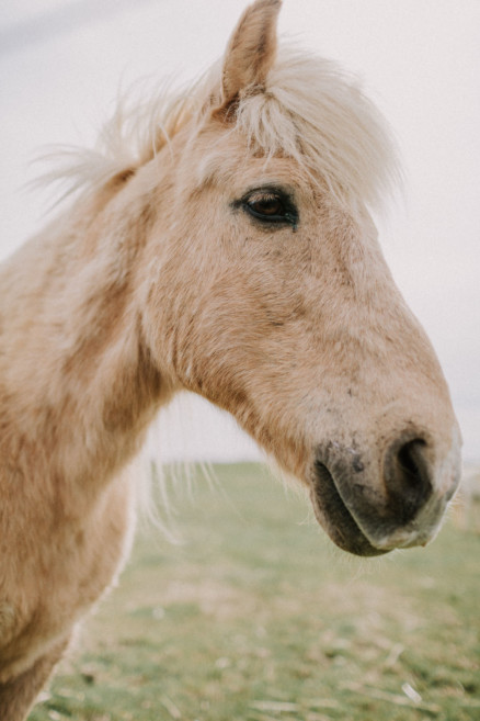 Iceland Tour: Vik, Horses, & The Blue Lagoon – Photo by Let's Frolic Together