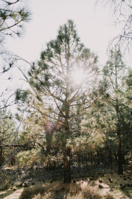 Magical Mountain Engagement – Photo by Let's Frolic Together