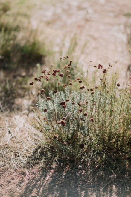 Magical Mountain Engagement – Photo by Let's Frolic Together