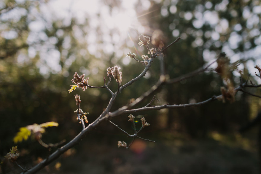 Magical Mountain Engagement – Photo by Let's Frolic Together
