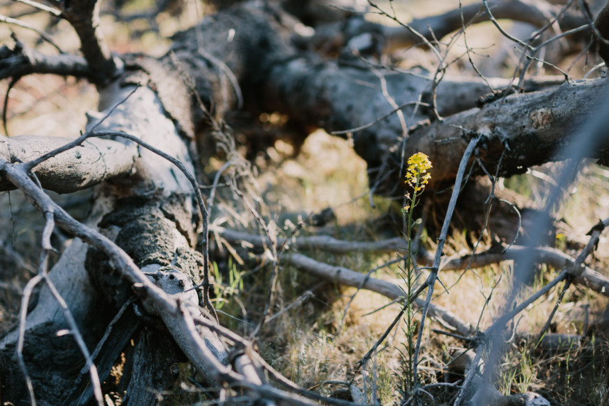 Magical Mountain Engagement – Photo by Let's Frolic Together