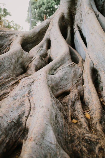 Balboa Park Tender Engagement – Photo by Let's Frolic Together