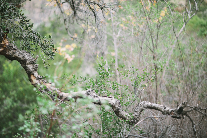 Engaged in the Forest – Photo by Let's Frolic Together