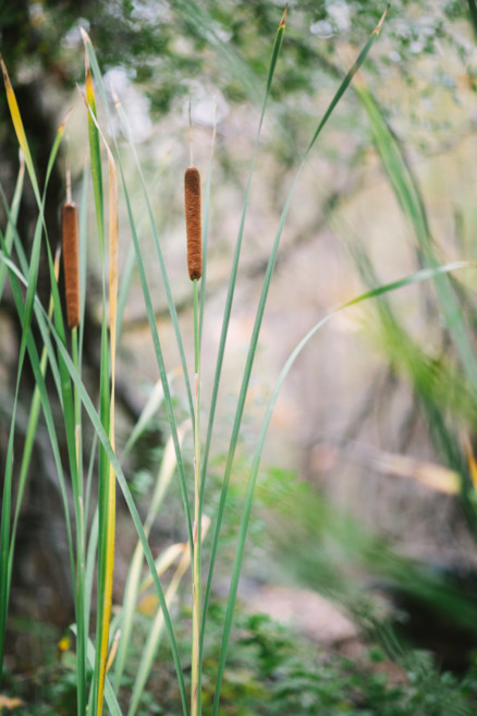 Engaged in the Forest – Photo by Let's Frolic Together