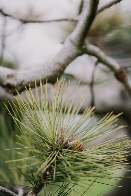 A Foggy Beach Engagement – Photo by Let's Frolic Together