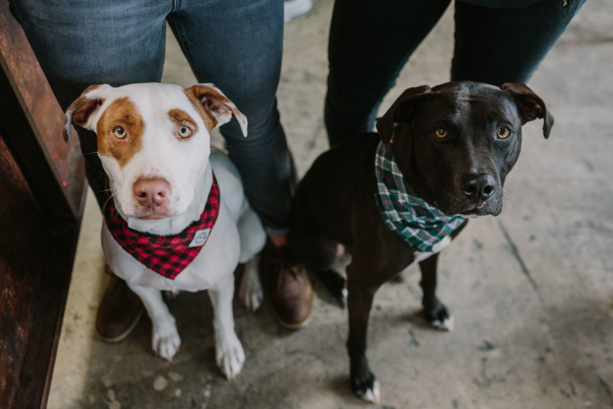 Brewing Up Some Puppy Love – Photo by Let's Frolic Together