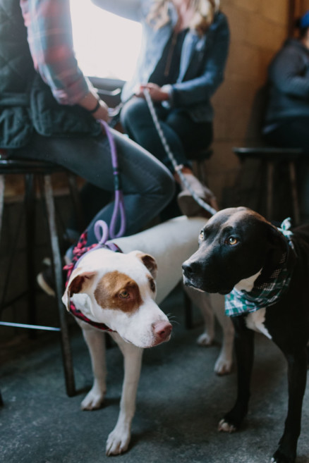 Brewing Up Some Puppy Love – Photo by Let's Frolic Together