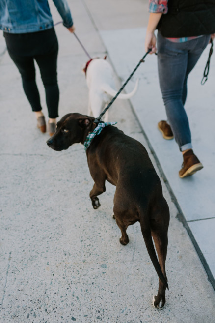 Brewing Up Some Puppy Love – Photo by Let's Frolic Together
