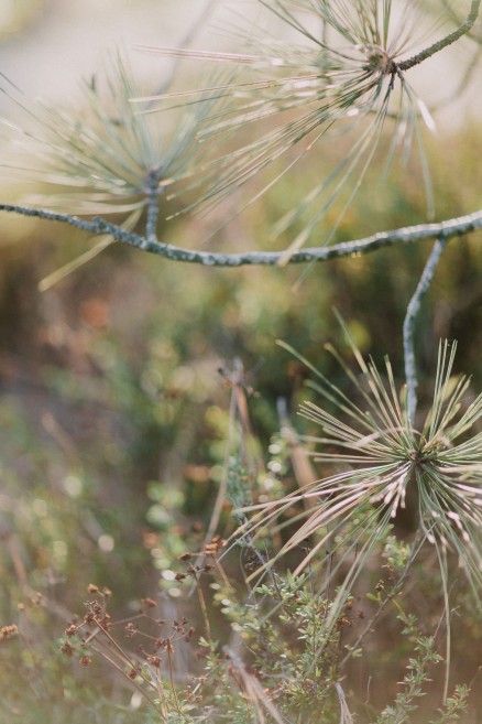 Darling Torrey Pines Engagement – Photo by Let's Frolic Together