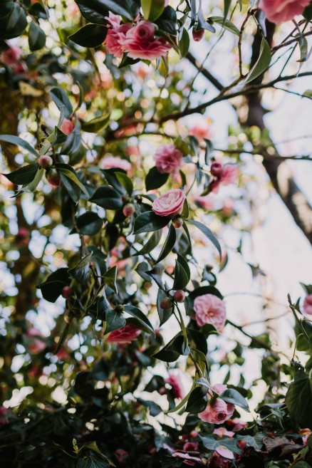 Springtime in Portland Oregon – Photo by Let's Frolic Together
