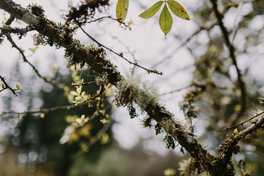 Springtime in Portland Oregon – Photo by Let's Frolic Together