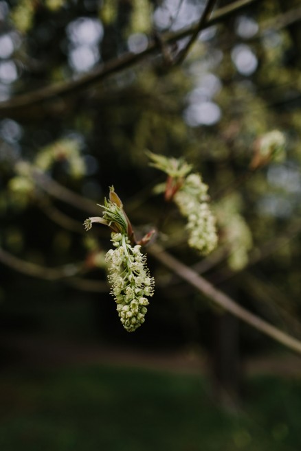 Springtime in Portland Oregon – Photo by Let's Frolic Together