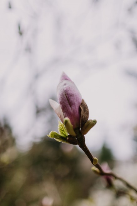 Springtime in Portland Oregon – Photo by Let's Frolic Together