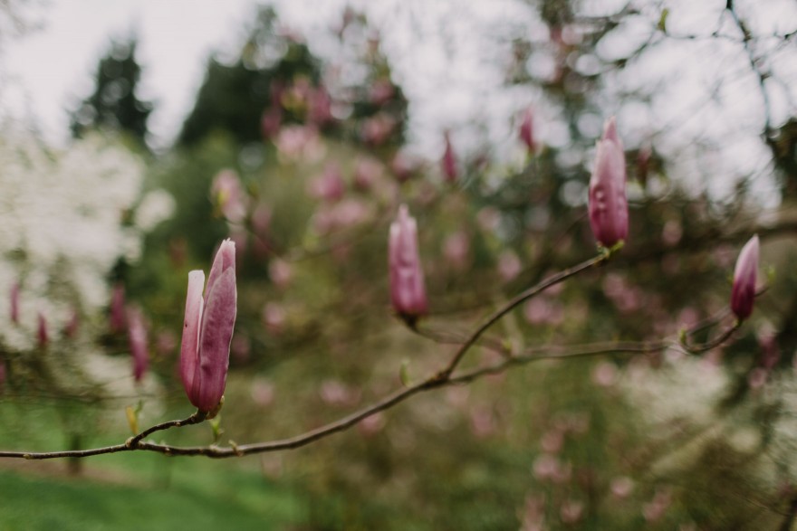 Springtime in Portland Oregon – Photo by Let's Frolic Together