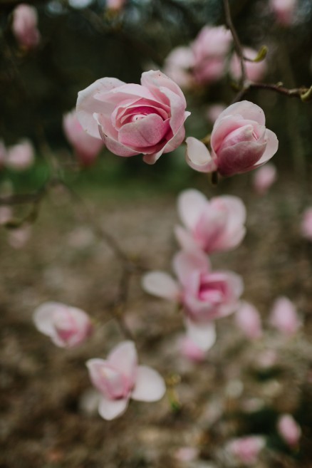 Springtime in Portland Oregon – Photo by Let's Frolic Together