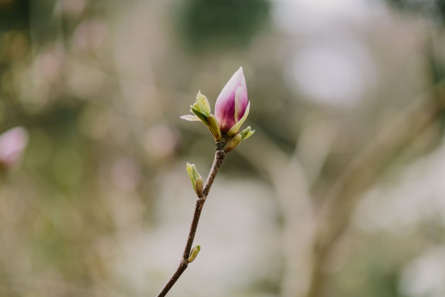 Springtime in Portland Oregon – Photo by Let's Frolic Together