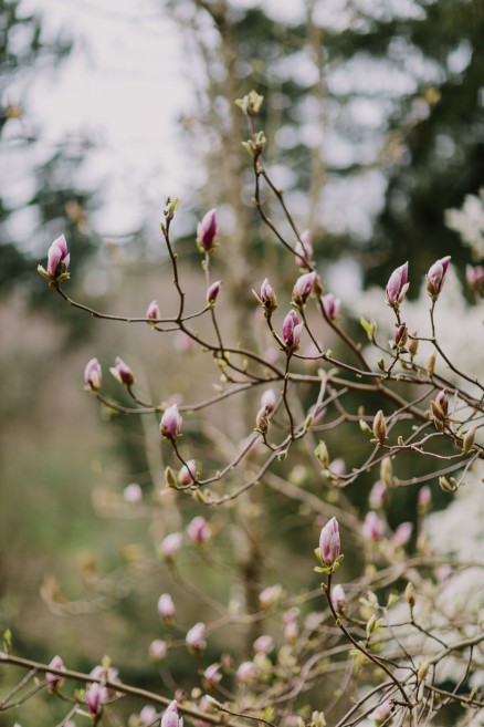 Springtime in Portland Oregon – Photo by Let's Frolic Together