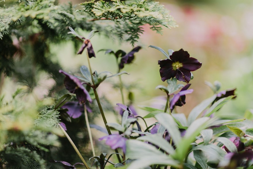 Springtime in Portland Oregon – Photo by Let's Frolic Together