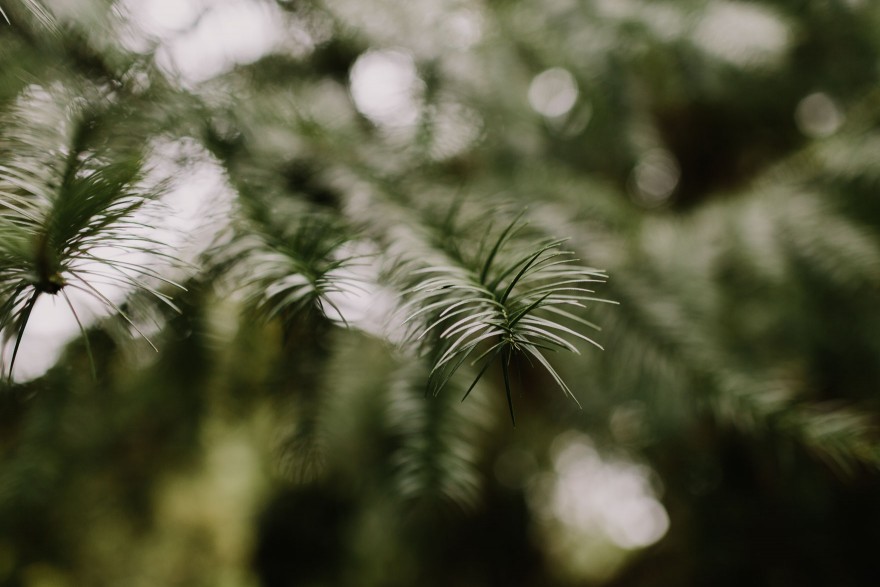 Springtime in Portland Oregon – Photo by Let's Frolic Together