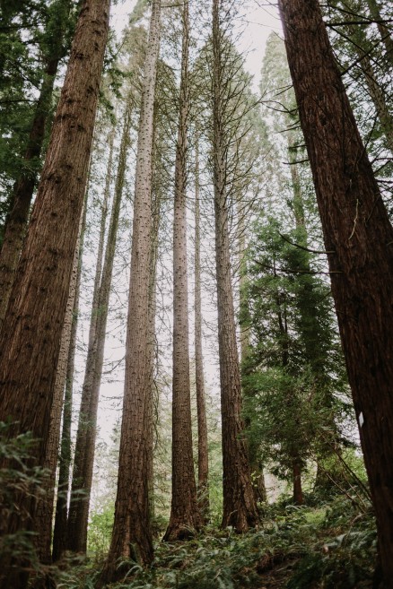 Springtime in Portland Oregon – Photo by Let's Frolic Together