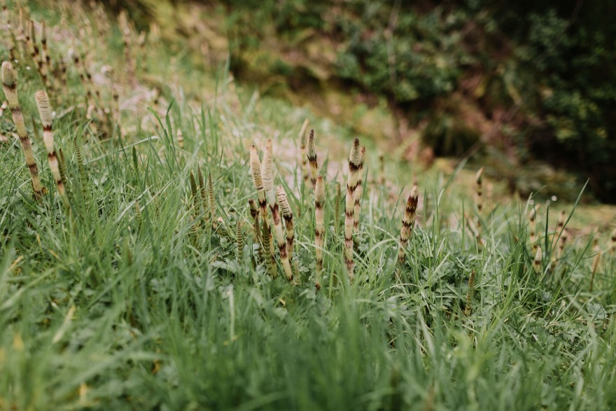 Springtime in Portland Oregon – Photo by Let's Frolic Together