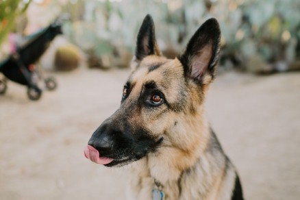 Desert Garden Family Portraits – Photo by Let's Frolic Together