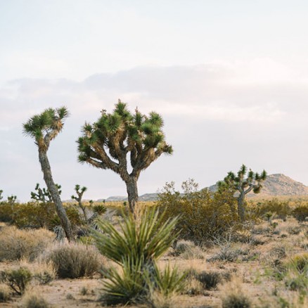 Joshua Tree National Park