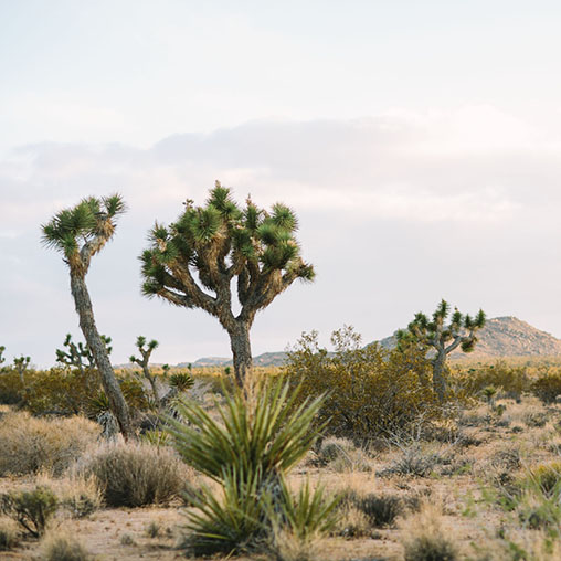 Joshua Tree National Park