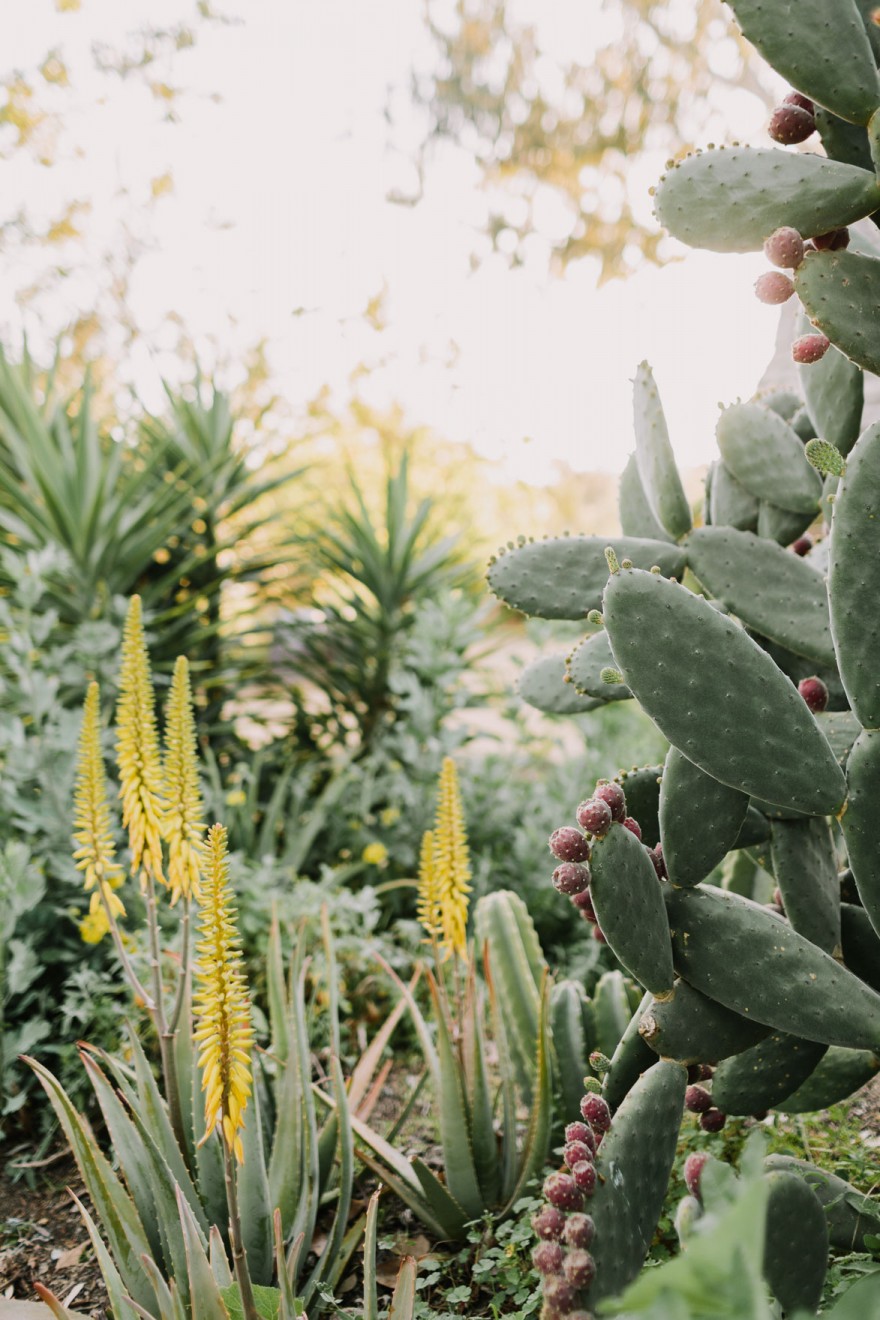 A Cuddly Cactus Engagement &ndash; Photo by Let's Frolic Together