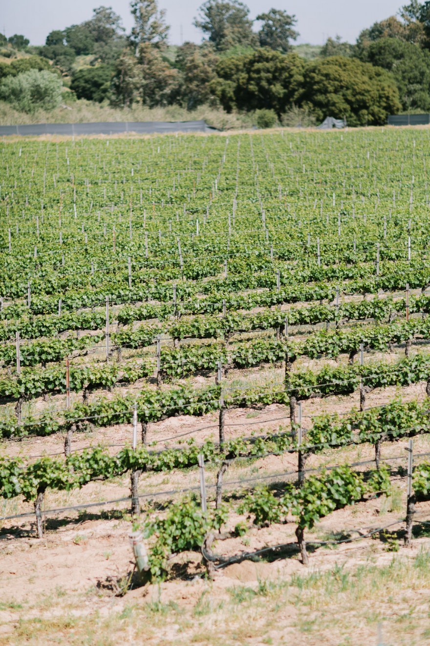 A Vineyard & Backyard Bash – Photo by Let's Frolic Together