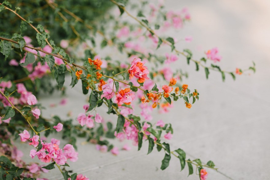 Modern Santa Barbara Garden Wedding Bash &ndash; Photo by Let's Frolic Together