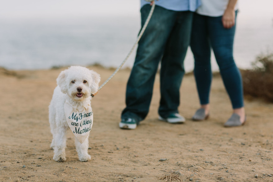 A Coastal Puppy Adventure &ndash; Photo by Let's Frolic Together