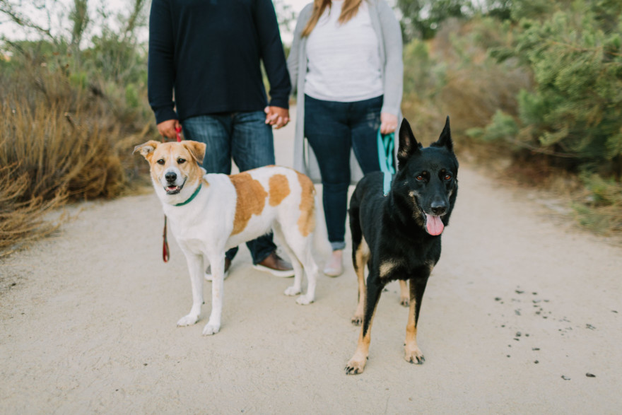 Dog Days of Summer Love – Photo by Let's Frolic Together