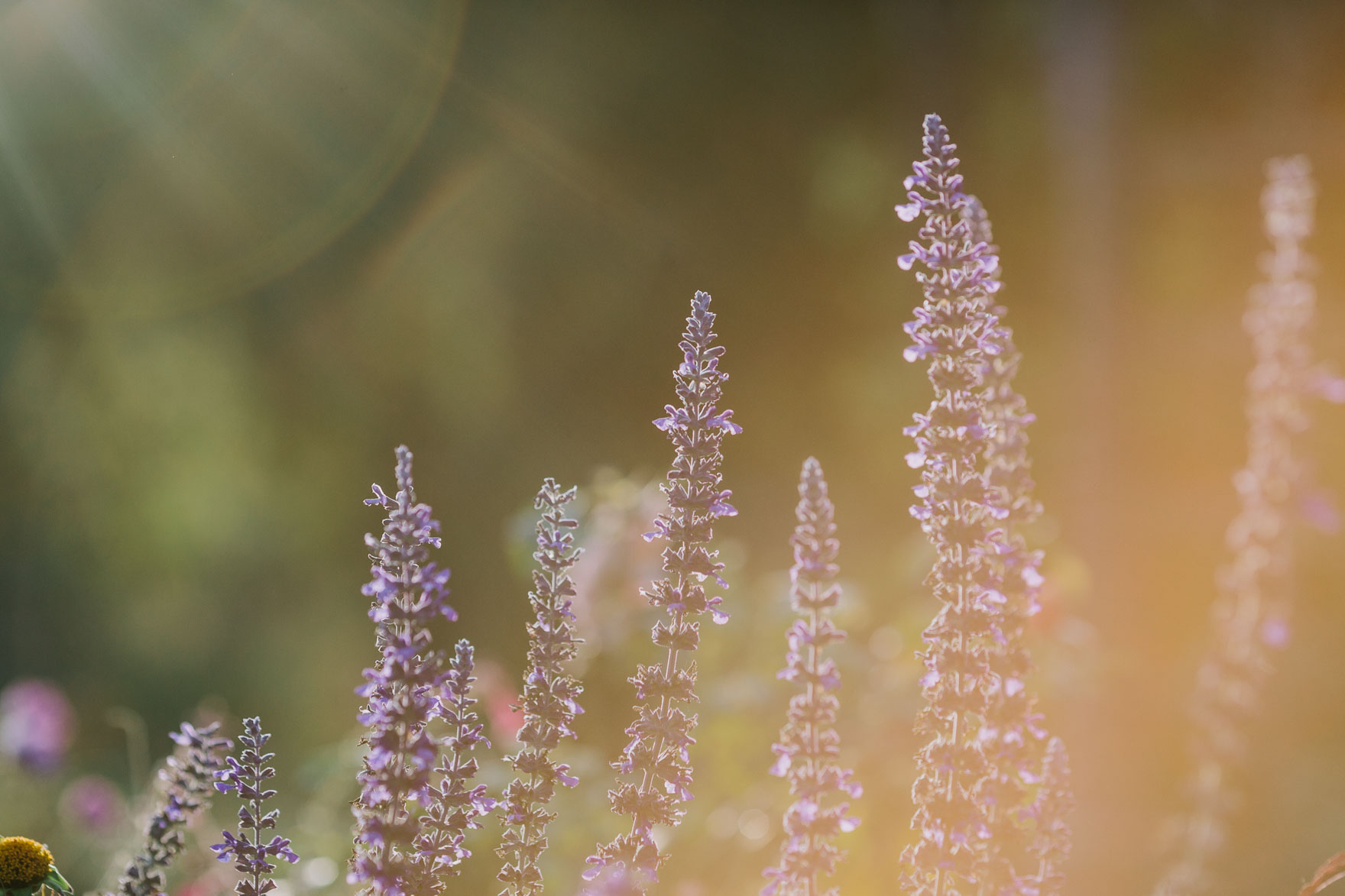 Dreamy Garden Union in LA – Photo by Let's Frolic Together