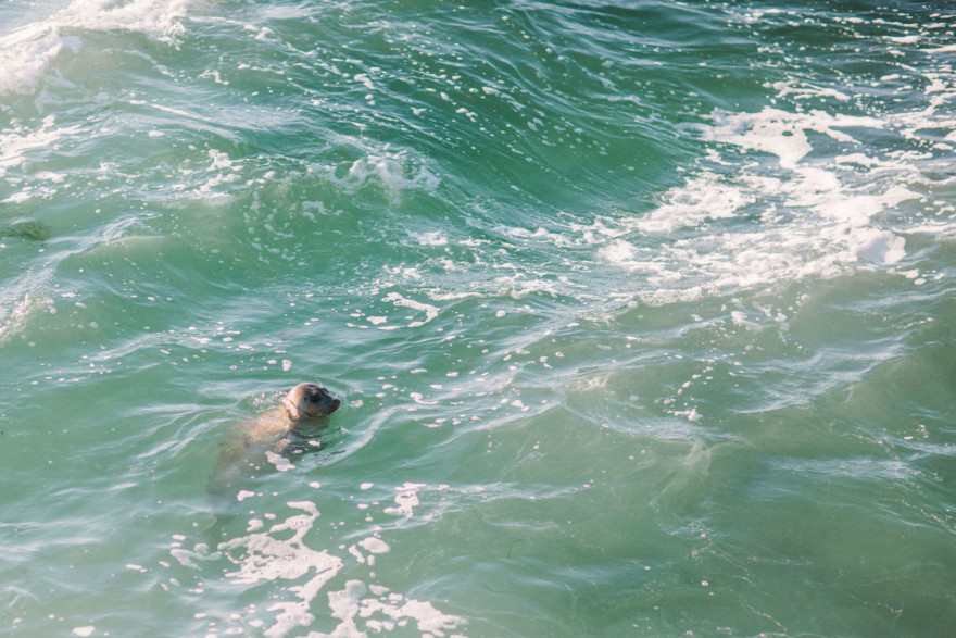 Shoreline La Jolla Snuggling &ndash; Photo by Let's Frolic Together