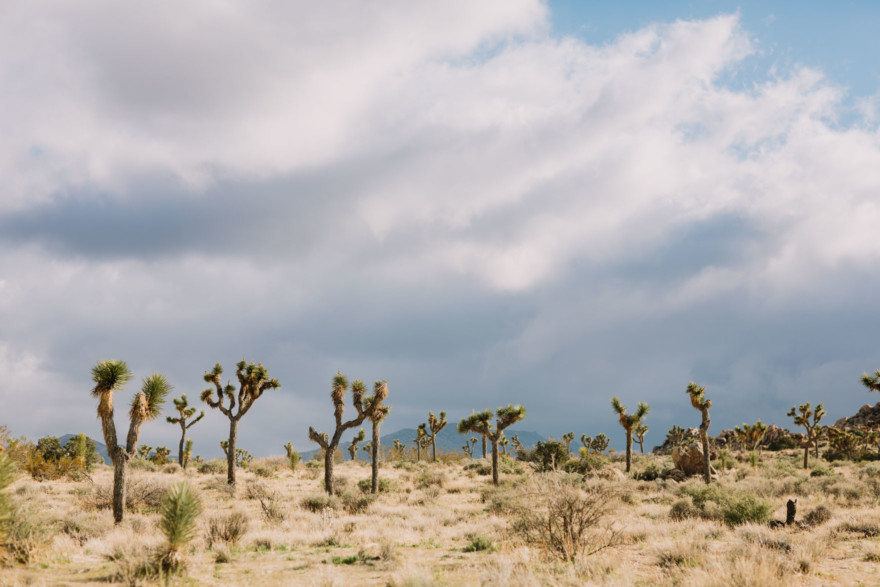 A Joshua Tree Glowing Frolic &ndash; Photo by Let's Frolic Together