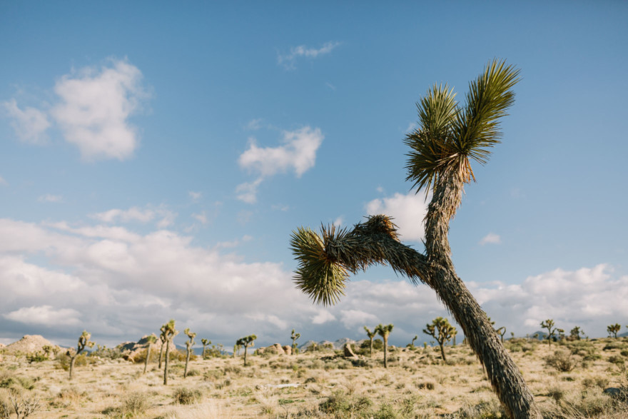 A Joshua Tree Glowing Frolic &ndash; Photo by Let's Frolic Together