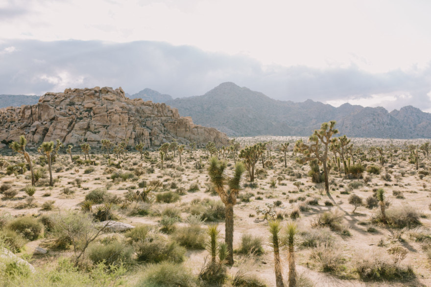 A Joshua Tree Glowing Frolic &ndash; Photo by Let's Frolic Together