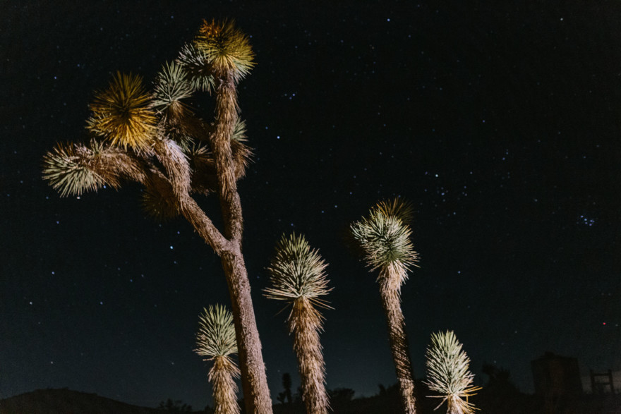 A Joshua Tree Glowing Frolic &ndash; Photo by Let's Frolic Together